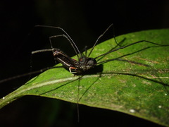 Enantiobuninae
