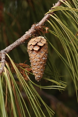 Pinus lumholtzii