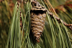 Pinus lumholtzii
