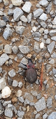 Carabus famini