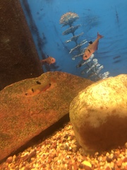 Hyphessobrycon eques