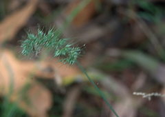 Echinopogon caespitosus
