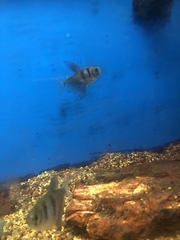 Gymnocorymbus ternetzi