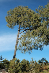 Pinus lumholtzii