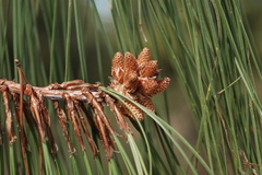 Pinus lumholtzii