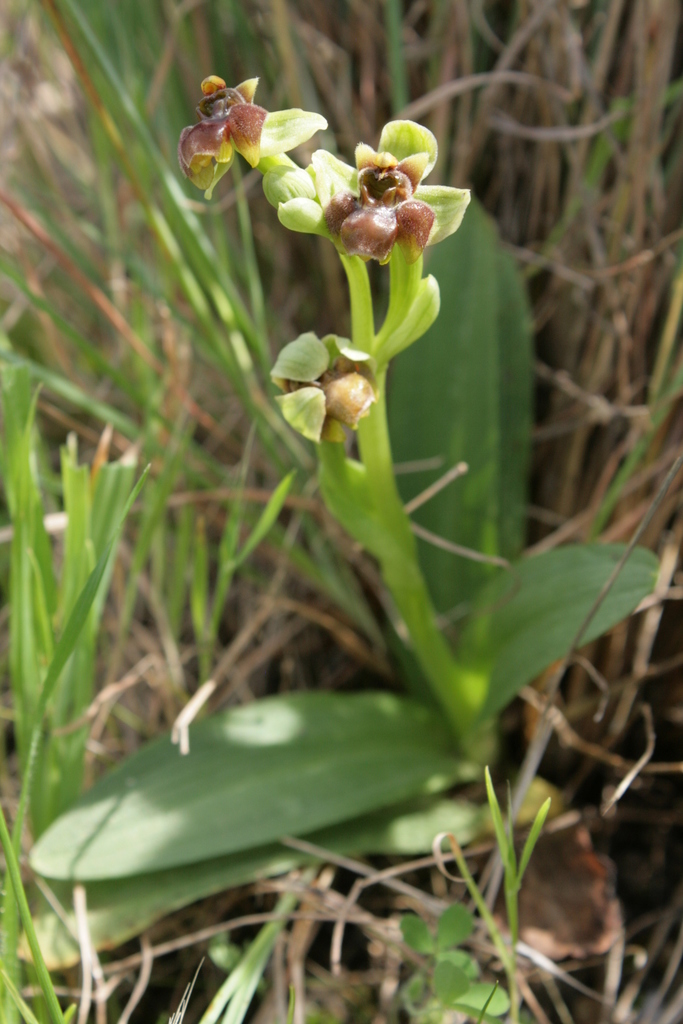 Bombyliflorae