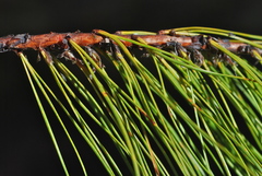 Pinus lumholtzii