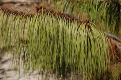 Pinus lumholtzii