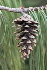Pinus lumholtzii