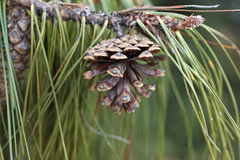Pinus lumholtzii