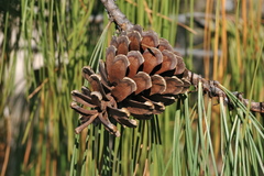 Pinus lumholtzii