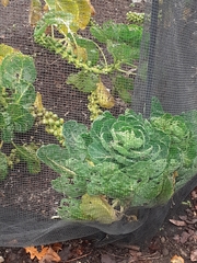 Brassica oleracea gemmifera