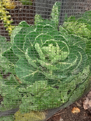 Brassica oleracea gemmifera