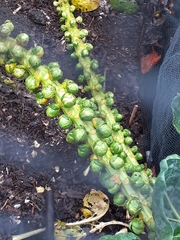 Brassica oleracea gemmifera