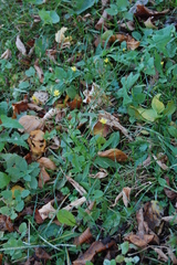 Lapsana communis