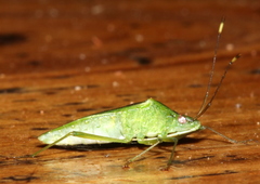 Amblypelta nitida