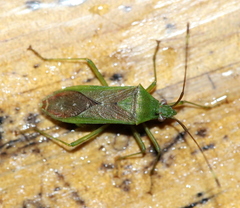Amblypelta nitida