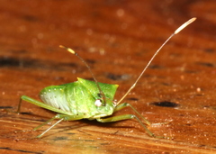 Amblypelta nitida