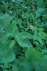 Solanum dulcamara