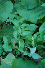 Solanum dulcamara