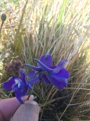 Delphinium decorum decorum