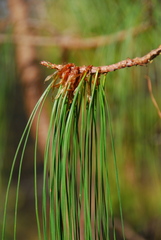 Pinus lumholtzii