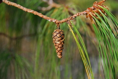 Pinus lumholtzii