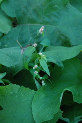 Persicaria maculosa