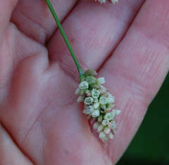 Persicaria maculosa