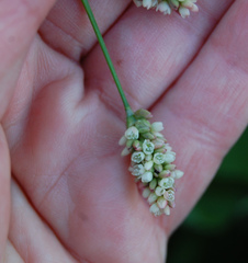 Persicaria maculosa