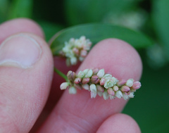 Persicaria maculosa