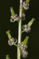 Triglochin barrelieri