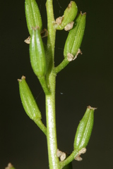 Triglochin barrelieri