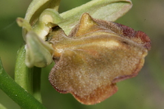 Ophrys sphegodes herae