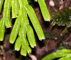 Selaginella