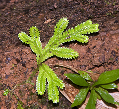 Selaginella
