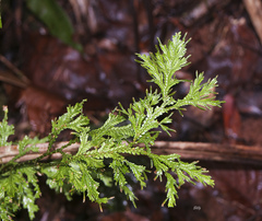Selaginella