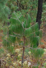 Pinus lumholtzii