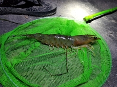 Penaeus californiensis
