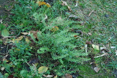 Lepidium ruderale