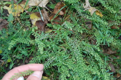 Lepidium ruderale