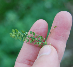 Lepidium ruderale