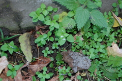 Stellaria media