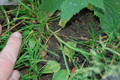 Poa annua