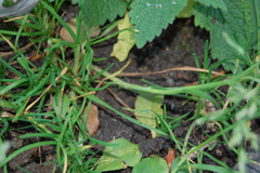Poa annua