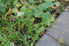 Poa annua