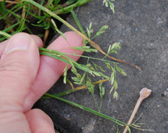 Poa annua