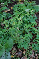 Chenopodium