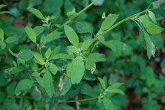Chenopodium