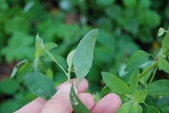 Chenopodium